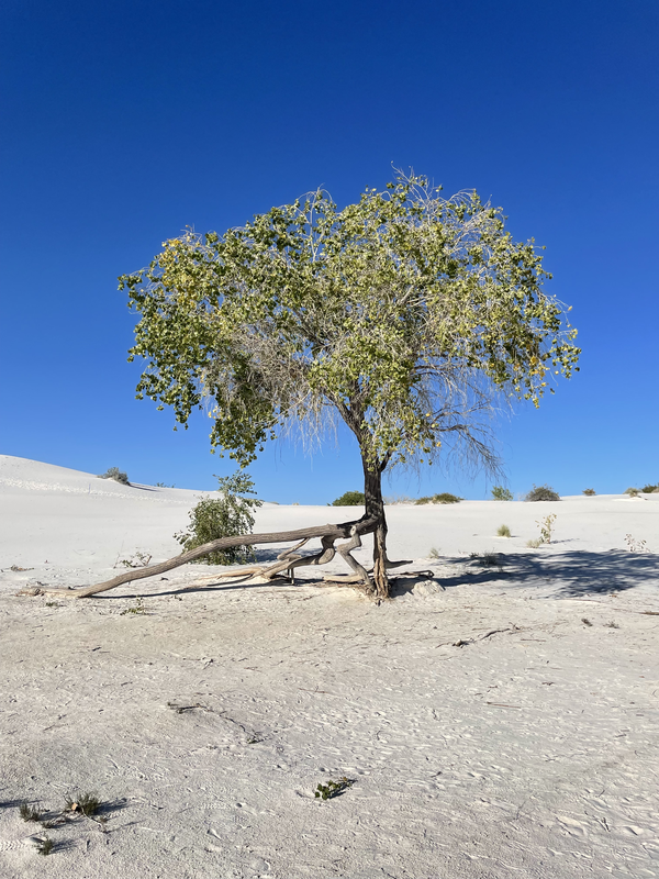 A ruggedly handsome tree in White Sands National Park