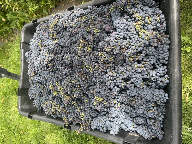 Many grapes. Not pictured: the other 75% of the grapes.