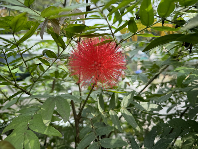 A flower