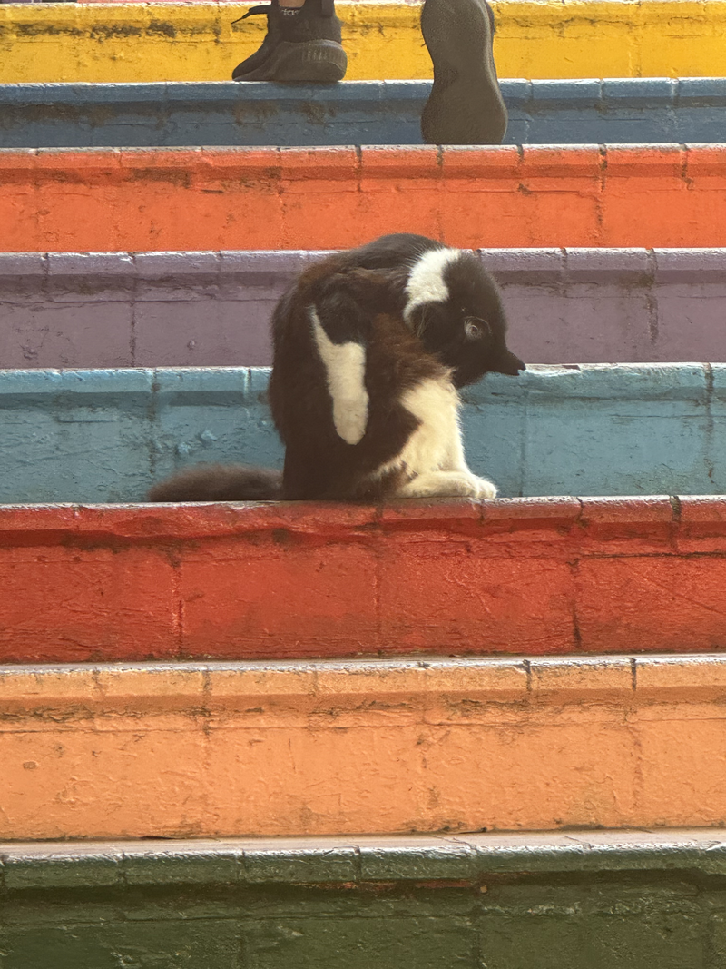 A cat on a colorful staircase in Antalya