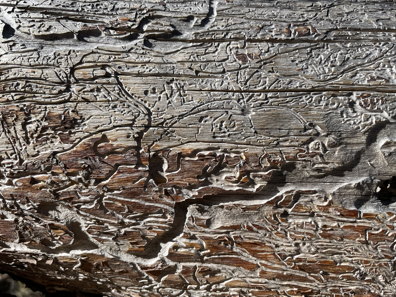 Old wood; definitely not a map