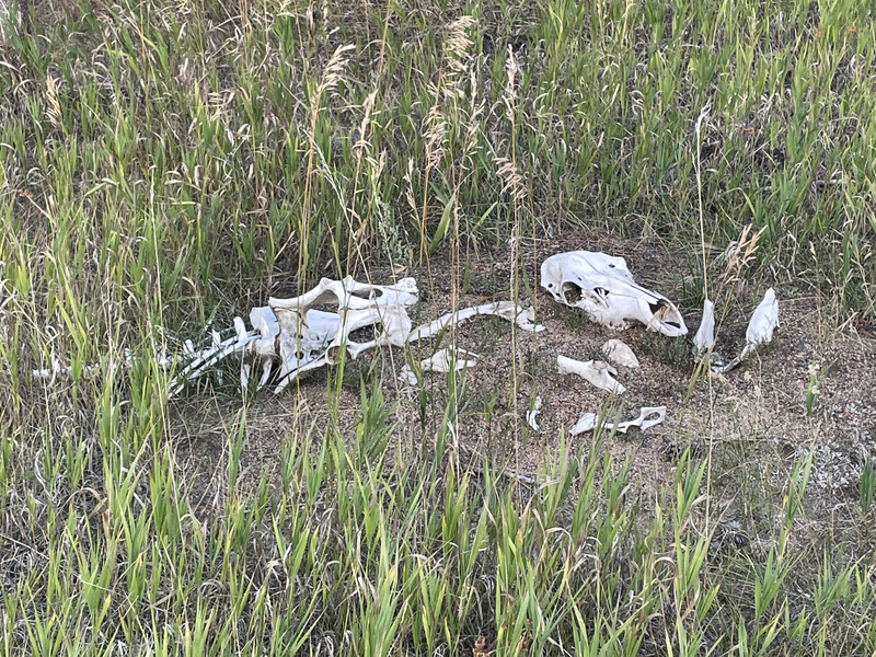 Skeleton of the unknown mammal, Rocky Mountain National Park