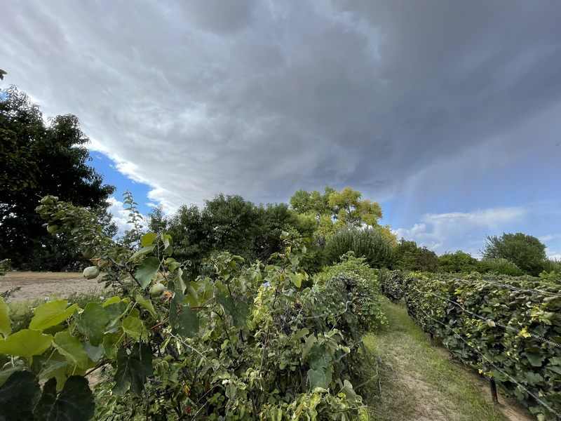 Rain falling over the vineyard